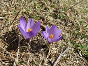 27 Coppia di crocus...